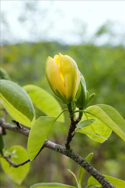 Magnolia Elizabeth