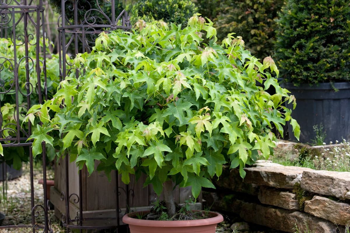 Liquidambar styraciflua Gumball
