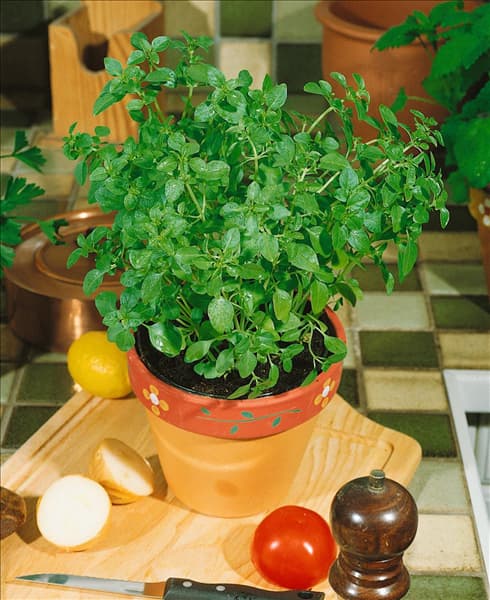 Ocimum basilicum 'Feinblättriges Grünes'