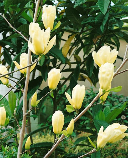 Magnolia Elizabeth