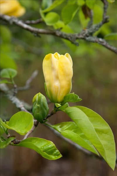 Magnolia Elizabeth