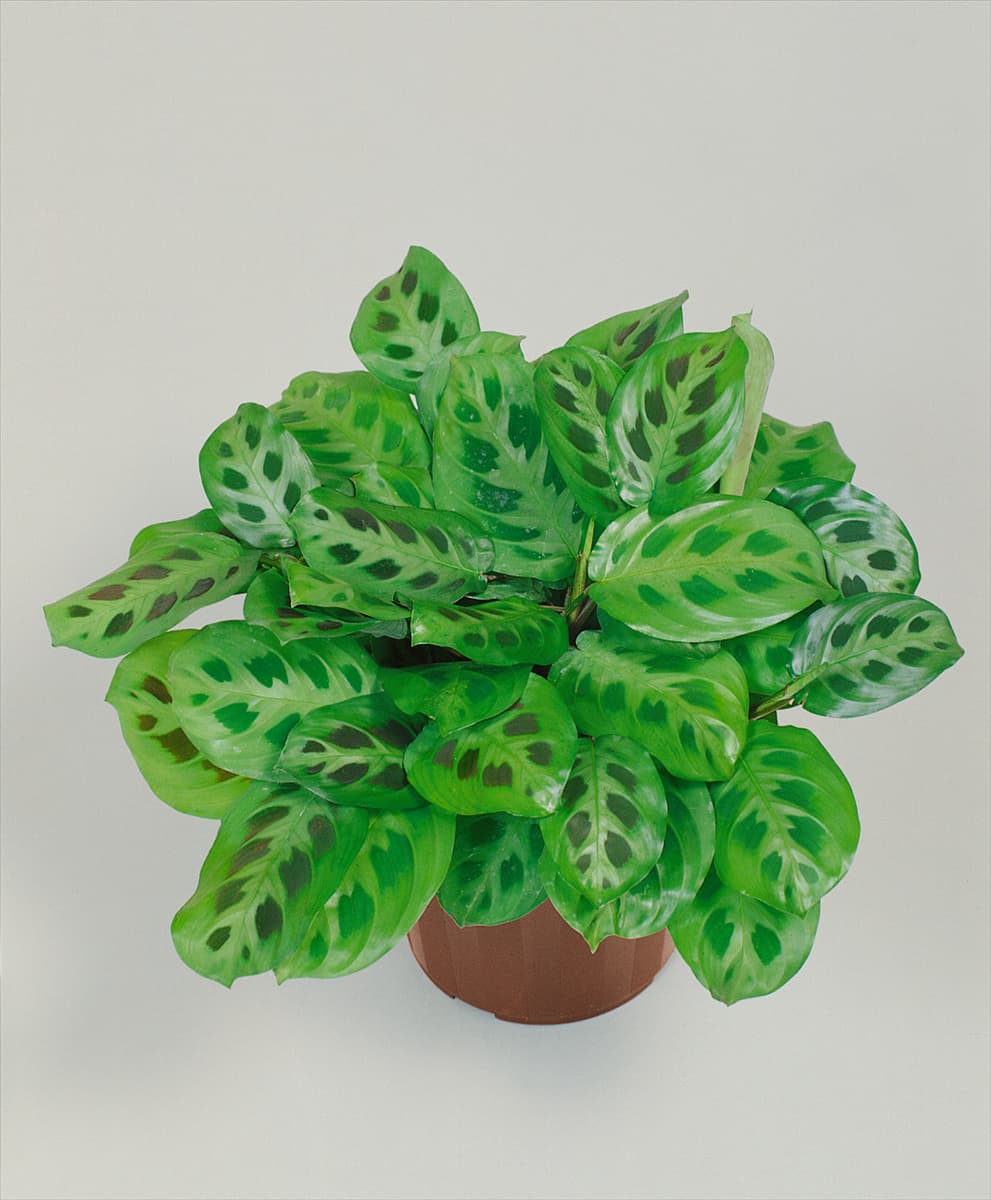 Maranta leuconeura Kerchoviana