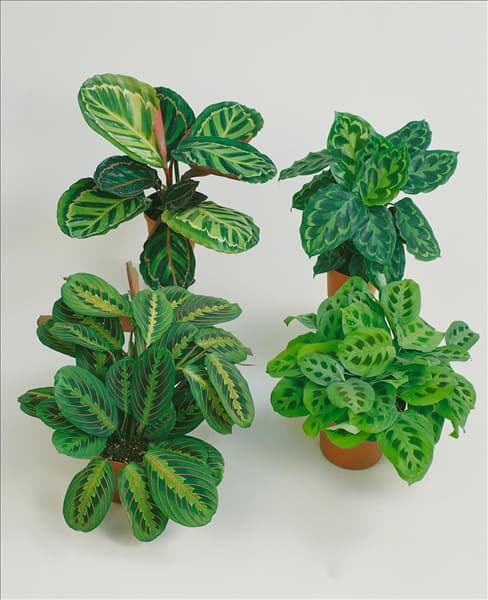 Maranta leuconeura mixed