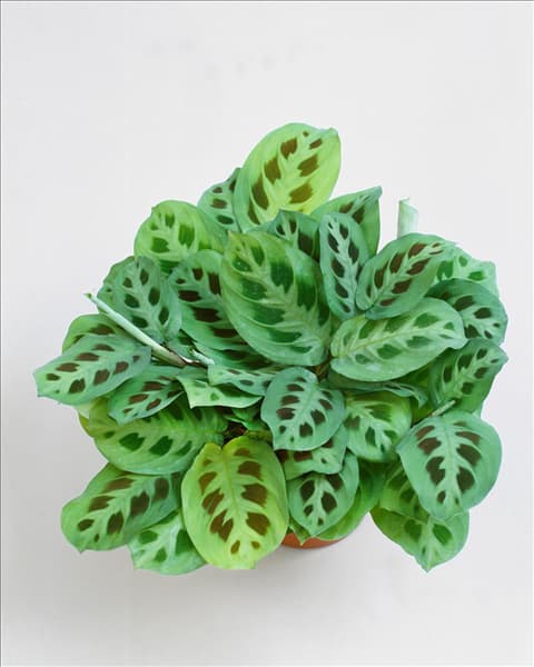 MARANTA LEUCONEURA KERCHOVIANA