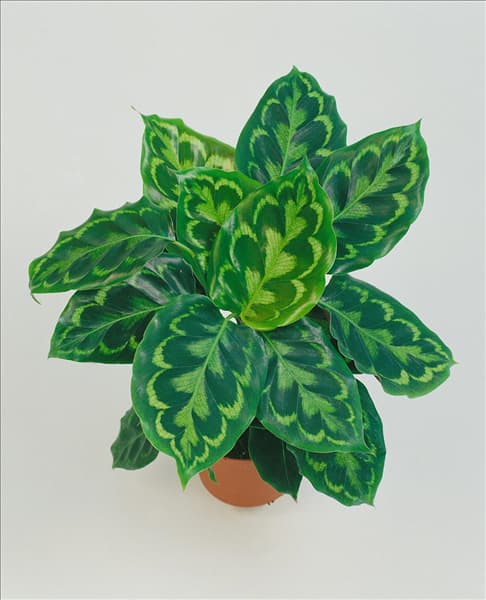 Maranta leuconeura Veitchiana