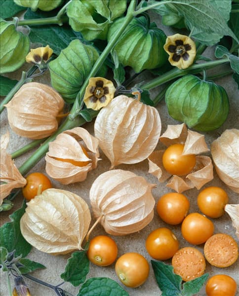 Physalis peruviana