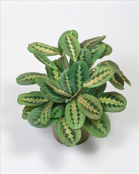 MARANTA LEUCONEURA / TRICOLOR