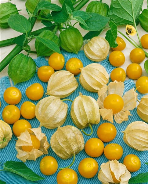 Physalis peruviana