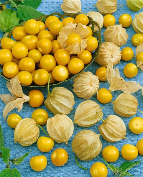 Physalis peruviana