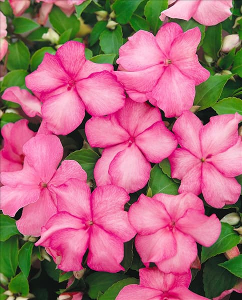 Impatiens walleriana Expo Cherry rose