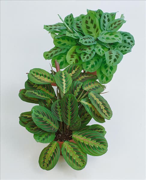 MARANTA LEUCONEURA / MIX