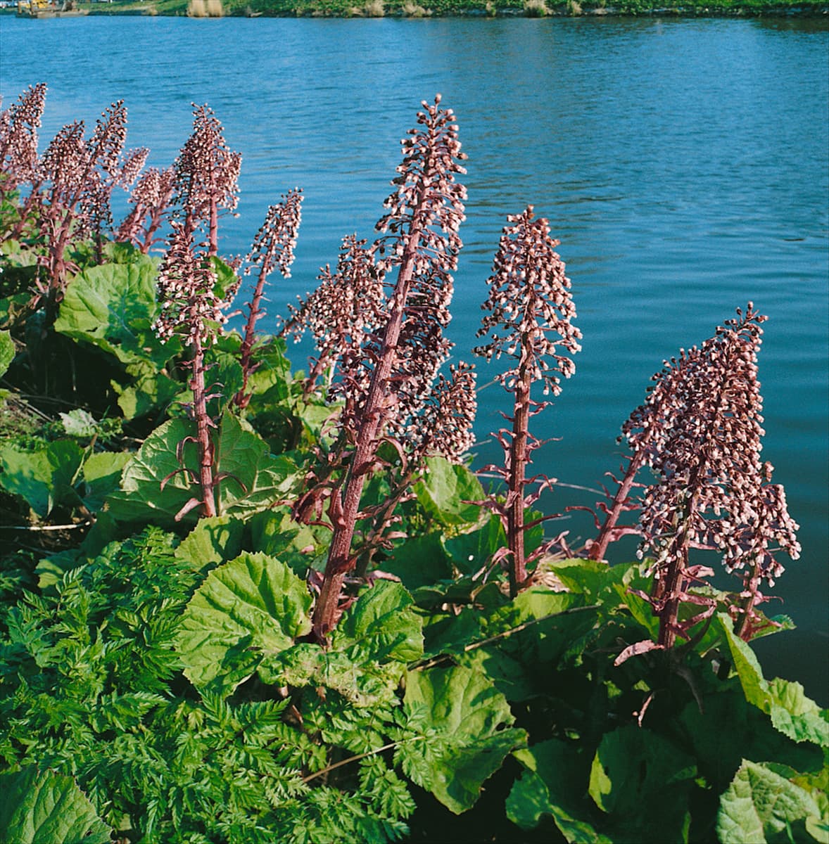 Petasites hybridus