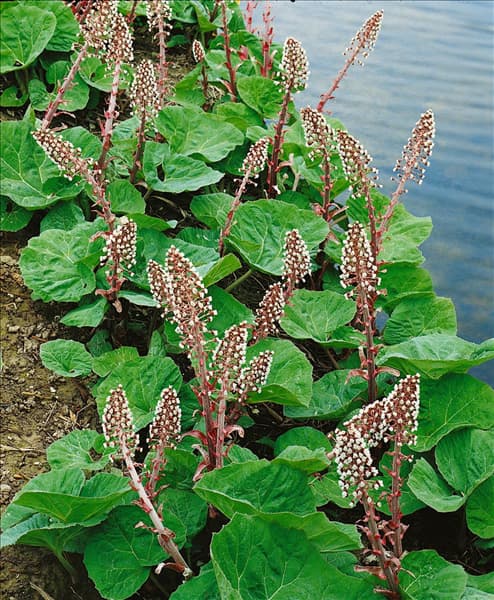 PETASITES HYBRIDUS