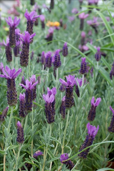 Lavendula stoechas Anouk