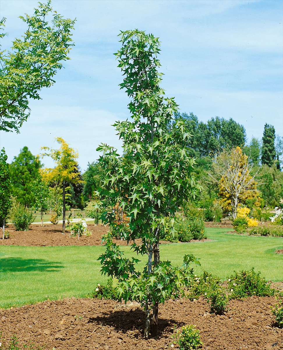 Liquidambar styraciflua Stella