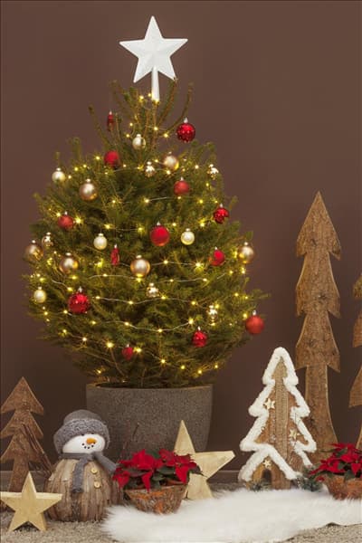 Picea abies