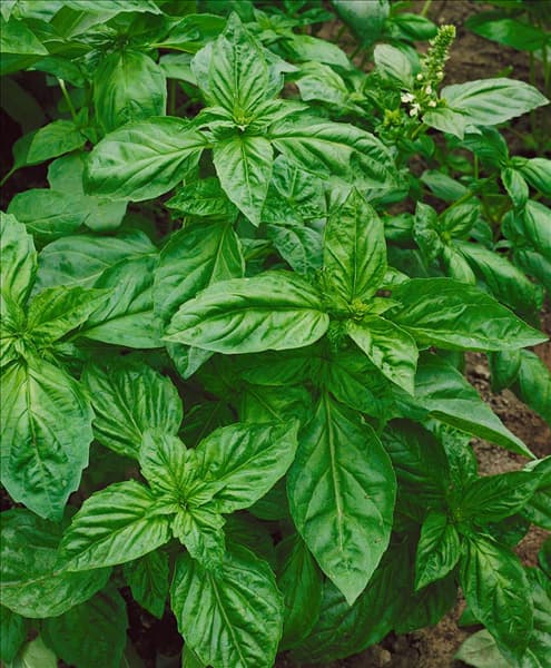 Ocimum basilicum Genoveser
