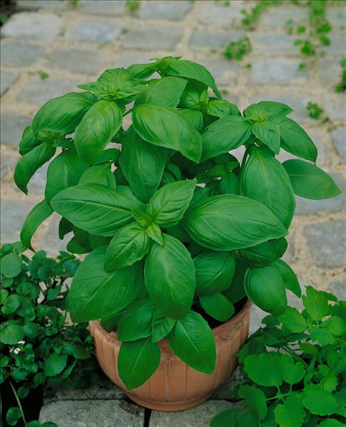 Ocimum basilicum Genoveser