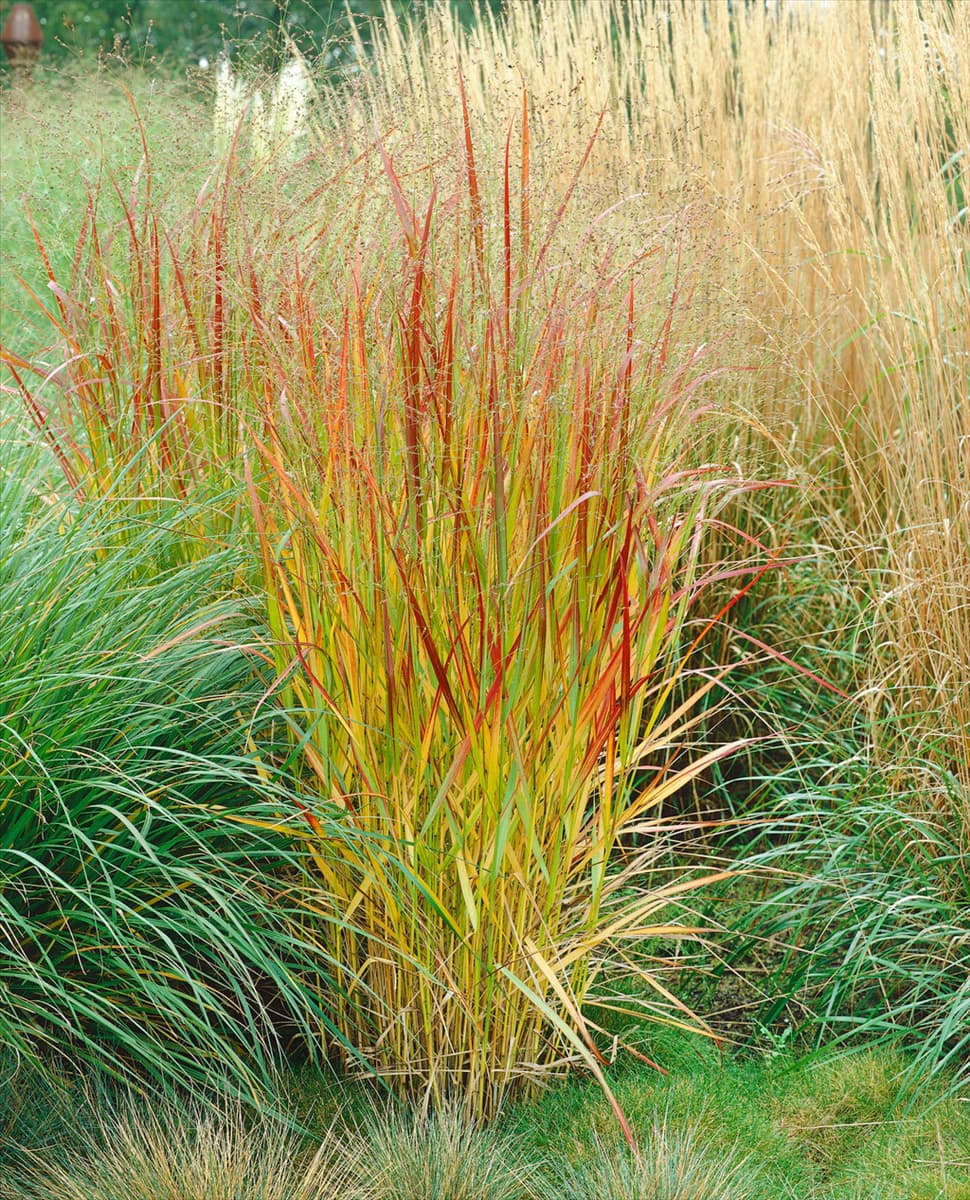 PANICUM VIRGATUM REHBRAUN