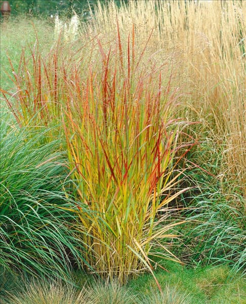 PANICUM VIRGATUM REHBRAUN