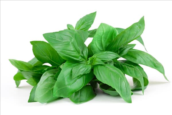 Ocimum basilicum Genoveser