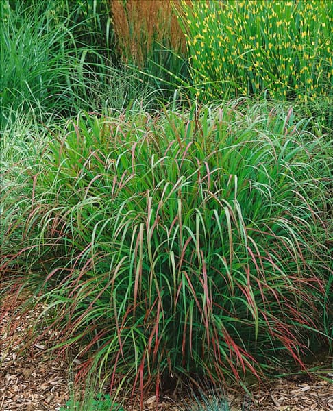 Panicum virgatum Rehbraun