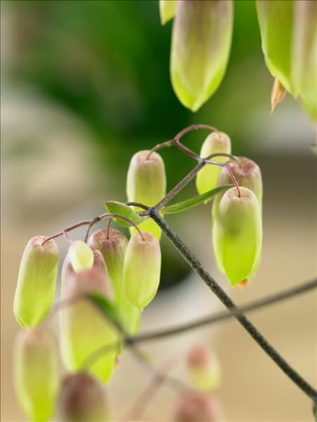 Kalanchoe Magic Bell