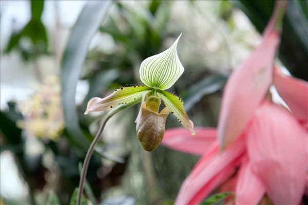 Paphiopedilum