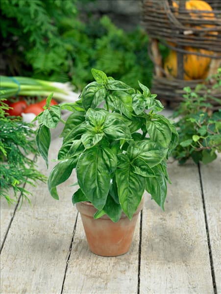Ocimum basilicum Genovese