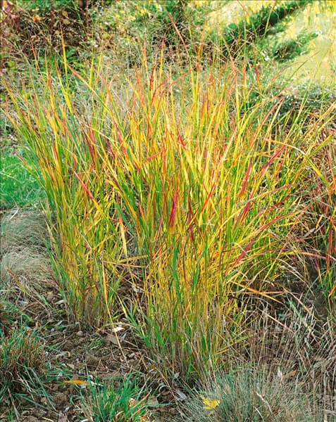 Panicum virgatum Rehbraun