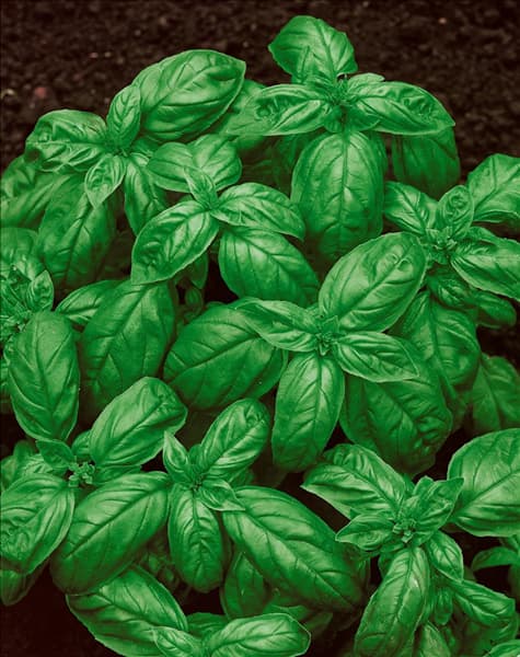 Ocimum basilicum Genoveser