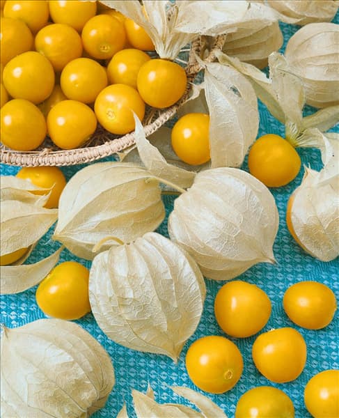 Physalis peruviana 'Goldvital'