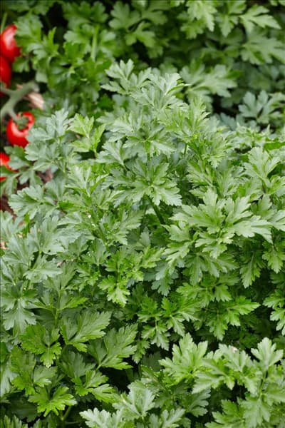 Petroselinum crispum Bris