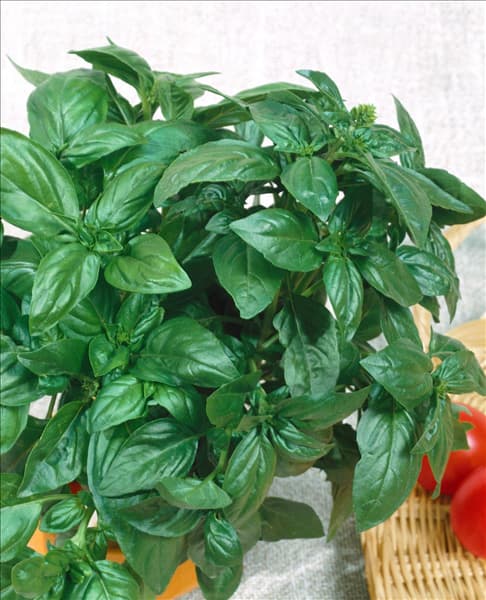 Ocimum basilicum Genoveser