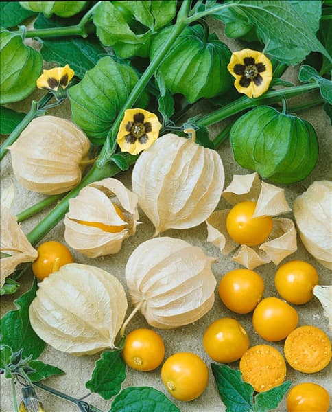 Physalis peruviana
