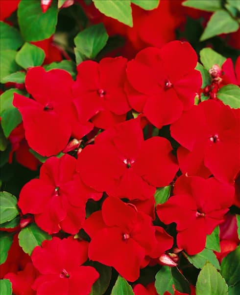 Impatiens walleriana Deco Red