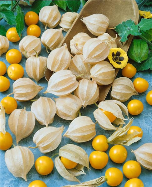 Physalis peruviana