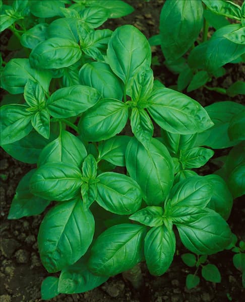 Ocimum basilicum Genoveser