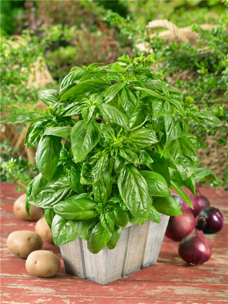 Ocimum basilicum Genoveser