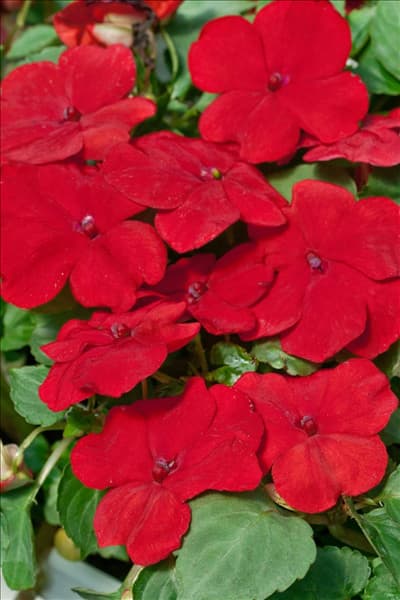 Impatiens Accent™ Red