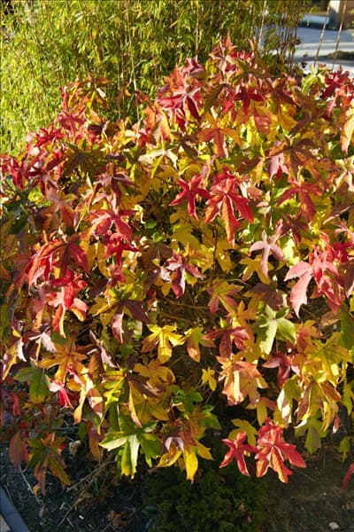 Liquidambar styraciflua Gum Ball