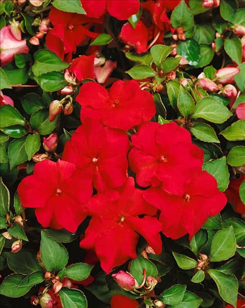 Impatiens walleriana Eureka red