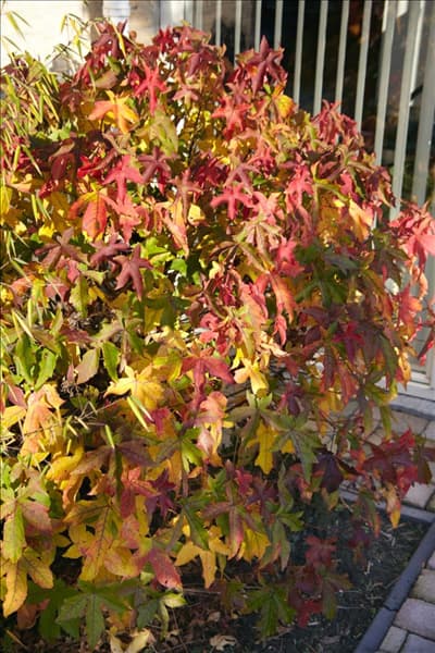 Liquidambar styraciflua Gum Ball