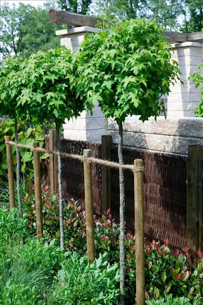Liquidambar styraciflua Gumball