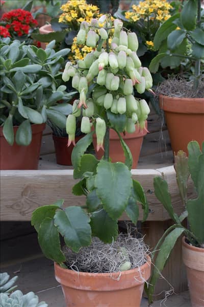 Kalanchoe Magic Bells im Topf