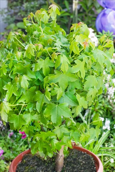 Liquidambar styraciflua Gum Ball