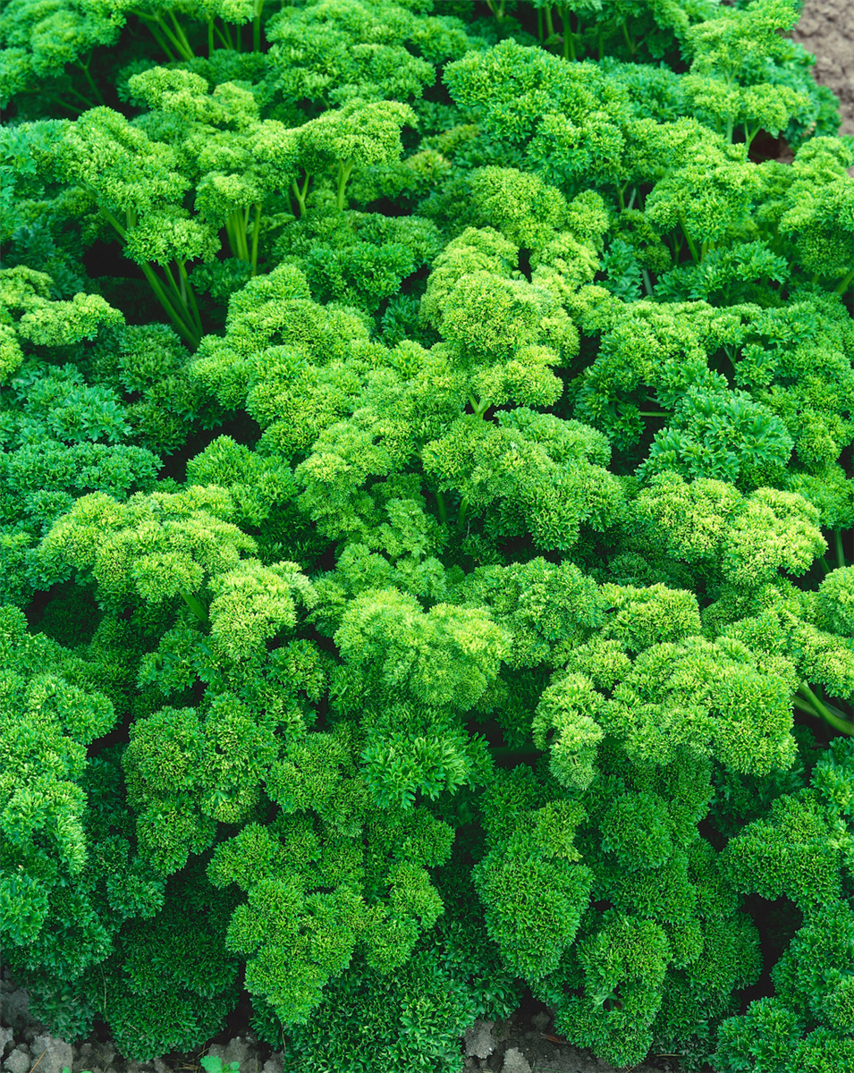Petroselinum crispum var. crispum Mooskrause