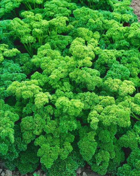 Petroselinum crispum 'Darki'