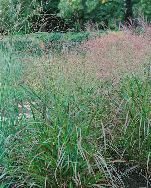 Panicum virgatum Squaw