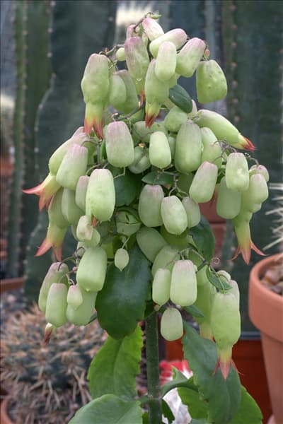Kalanchoe Magic Bells